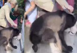 Beylikdüzü'nde Banu Parlak'ın köpeği saldırdığı komşusunun köpeğini öldürdü