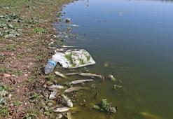 Diyarbakır'ın 'kuş cenneti' Kabaklı Göleti'nde toplu balık ölümleri