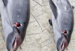 Öldürülen yunus sahile vurdu