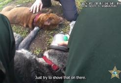 ABD’de yanan evden kurtarılan iki köpek, ilk yardımla hayata döndü