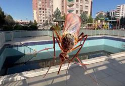 Prof. Dr. Satar: Biriken yağmur sularıyla sivrisineklere üreme ortamı oluşuyor, havuzların boşaltılması gerekiyor