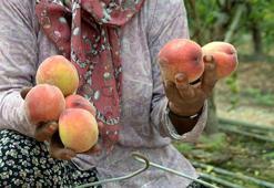 Erkenci şeftali, kilosu 300 liradan ihracata gidiyor