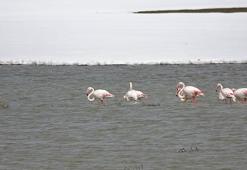 Nehil Sazlığı, ilk kez flamingoları ağırlıyor