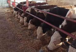 Hayvan hastalıklarına karşı 8 ilde denetim istasyonu