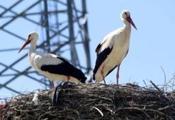 Yarıköy'ün leylekleri geri döndü