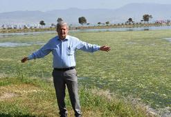Prof. Dr. Yaşar’dan deniz marulu ile kaplanan Çakalburnu Dalyanı için ‘bataklık’ uyarısı