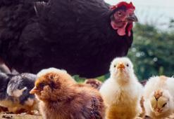 ABD’de 1 kişide kuş gribi tespit edildi