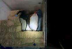 TIR’daki saman balyalarının arasından 305 kilo ‘skunk’ çıktı