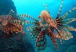 'İstilacı balıklar, Akdeniz'in yerli türü haline geldi'