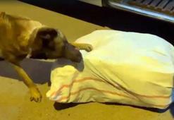 Yolcu otobüsündeki 23 kilo uyuşturucuyu Cesur buldu