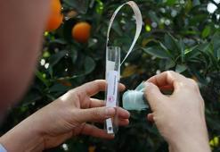 Yayılım gösteren kahverengi kokarca böceğine karşı avcı böcekler doğaya salındı