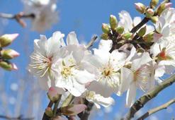 Alerji uzmanından uyarı: Polenlerin uçuştuğu saatler arasında dışarı çıkmayın