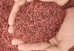 Yerli şeker pancarı tohumları tescil edildi