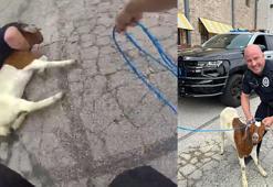 ABD’de polis, kaçan keçiyi ‘patates kızartması’ ile yakalamaya çalıştı