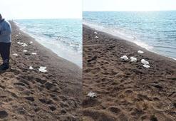 Antalya'da yüzlerce denizanası kıyıya vurdu