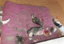 Ankara'da başları ve patileri kesilerek öldürülmüş 6 yavru kedi bulundu