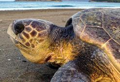 Bayramda tatilcilere caretta caretta uyarısı: Beslemeyin