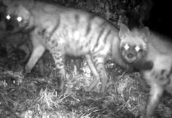 Çizgili sırtlan ailesi fotokapana yansıdı