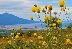 Kuşadası'nda endemik 'tülüşah'ın yetiştiği 2 yeni bölge bulundu