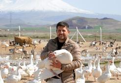 Tarım İl Müdürlüğü'nden hibe 15 kaz aldı, şimdi çiftliğe dönüştürdü