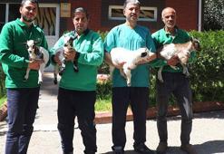 Hayvanat bahçesinde 4 cüce keçi dördüz doğurdu