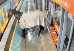 Avustralya’da kaçan yarış atı, tren istasyonuna daldı