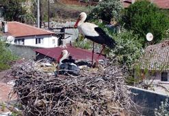 Her baharda gelen leylekler 'İsmayıl' ve 'Fatme' lisenin maskotu oldu