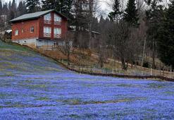 Kadıralak Yaylası’nda, ‘mavi yıldız’ zamanı; her yer mor