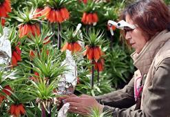 Türkiye'nin tek ters lale koleksiyon bahçesi