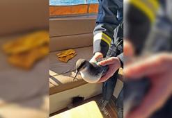 İstanbul Boğazı'nda 30 Yelkovan kuşuna uydu vericisi takıldı