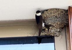 12 bin kilometre uzaktan gelen kırlangıçlara ‘dost proje’ ile koruma