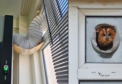 Laboratuvar bacasına yuva yapan alaca baykuş için çalışmalar durdu