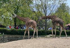 Bursa Hayvanat Bahçesi'nde bayram yoğunluğu