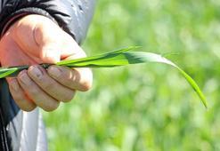 Prof. Dr. Kaya: Buğdayda başaklanma dönemindeki yağış verimde kritik rol oynayacak