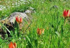 10 gün canlı kalabilen Manisa laleleri açtı, koparmanın cezası 387 bin 142 lira