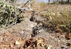 Prof. Dr. Arık: Yüzey yarıkları kuraklığın en bariz göstergelerinden