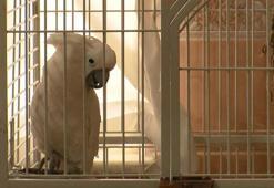 Videoları 30 milyon izlenmeye ulaşan papağan ‘Osman’, ilahi duyunca kendinden geçiyor