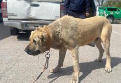 Köpek dövüştüren 14 kişiye 93 bin 808 lira ceza