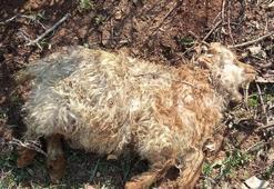 13 küçükbaş, kurtların saldırısında öldü