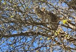 Vaşak, Kangal köpeklerinden ağaca tırmanarak kurtuldu