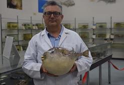 'Balon balıklarıyla mücadelede tek çare; yerli türleri korumak'