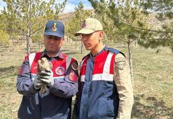 Kerkenez ve İbibik kuşlarına jandarma şefkati