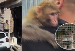 Fatih'te 'Momo' yine ortalığı karıştırdı