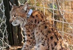 Türkiye'nin uydu vericili ikinci Balkan vaşağı 'Cemile'