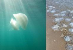 Korku ve paniğe neden olan denizanası göçü tamamlandı