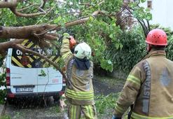 Maltepe’de ağaç park halindeki araçların üzerine devrildi