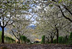 Uludağ, bu kez kiraz çiçekleriyle beyaza büründü