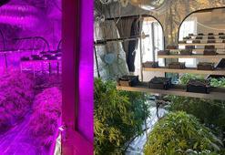 Evinde havalandırma sistemli sera kurup Hint keneviri yetiştiren şüpheli tutuklandı