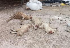 Kırşehir'de mandırıya giren kurtlar, 40 koyunu öldürdü