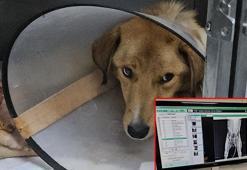 Hamile köpek pompalı tüfekle vuruldu, yavrusu öldü